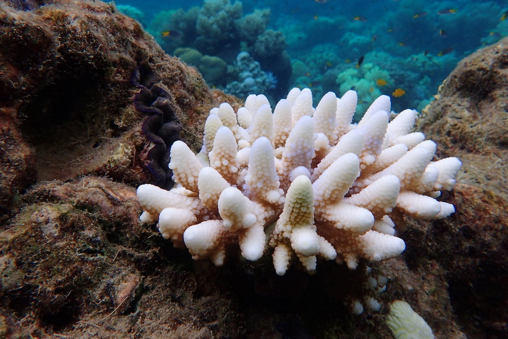 Знебарвлення коралів, часто викликане підвищенням температури води, зараз спостерігається близько Чурни/G. Torda/Центр передового досвіду ARC по вивченню коралових рифів